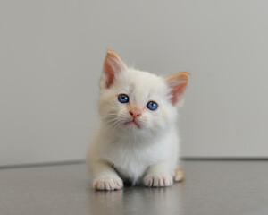 Fototapeta na wymiar portrait of a red point kitten at the vet