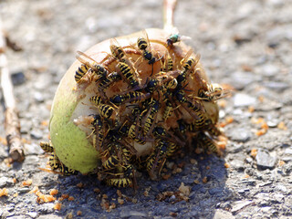 Lots of wasps on an apple on the street