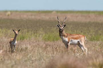 Naklejka na ściany i meble Blackbuck Antelope in Pampas plain environment, La Pampa province, Argentina