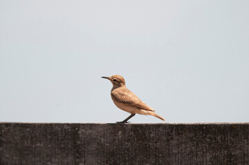 Rufous Hornero , Argentine national Bird, Iberà Marshes, Corrientes Province Argentina.