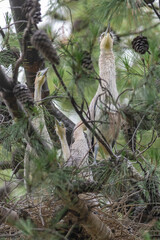 Whistling  Heron ,Syrigma sibilatrix , .Iberà Marshes, Corrientes Province, Argentina