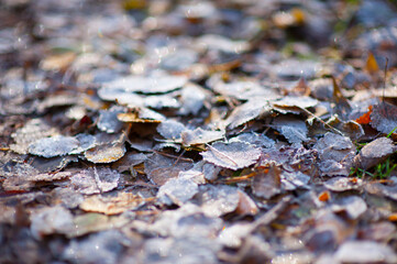Shallow focus image of frozen leaves in winter.