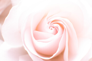 Fototapeta na wymiar Macro photo of a white and pink rose flower.