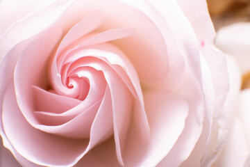 Macro photo of a white and pink rose flower.