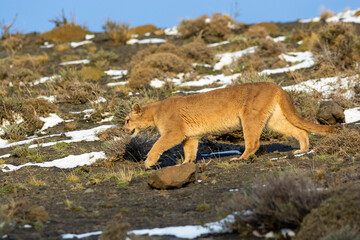 Puma walking in mountain environment, Torres del Paine National Park, Patagonia, Chile.