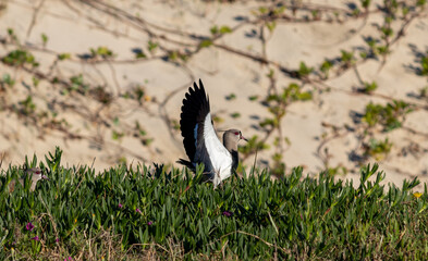 Photograph of a Southern lapwing. The bird was found on the beach of Xangri-lá, in Rio Grande do Sul, Brazil.