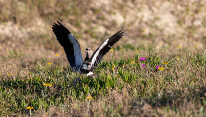 Photograph of a Southern lapwing. The bird was found on the beach of Xangri-lá, in Rio Grande do Sul, Brazil.