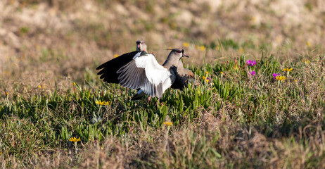 Photograph of a Southern lapwing. 