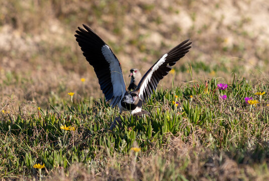 Photograph of a Southern lapwing. The bird was found on the beach of Xangri-lá, in Rio Grande do Sul, Brazil.	