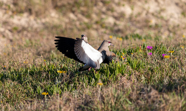 Photograph of a Southern lapwing.	