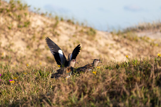 Photograph of a Southern lapwing. The bird was found on the beach of Xangri-lá, in Rio Grande do Sul, Brazil.