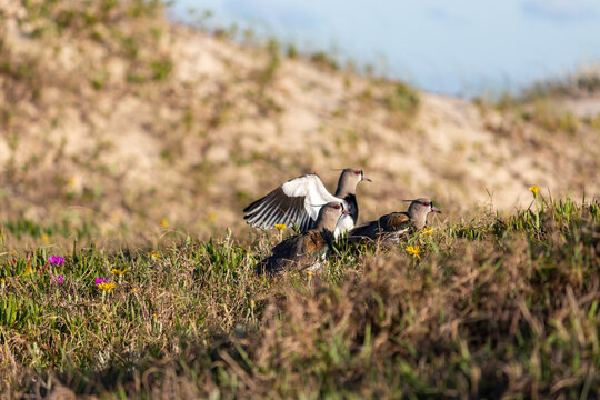 Photograph of a Southern lapwing. 