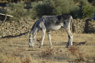 Donkey