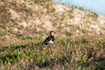 Photograph of a Southern lapwing. The bird was found on the beach of Xangri-lá, in Rio Grande do Sul, Brazil.