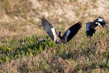 Photograph of a Southern lapwing. The bird was found on the beach of Xangri-lá, in Rio Grande do Sul, Brazil.