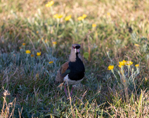 Photograph of a Southern lapwing.	