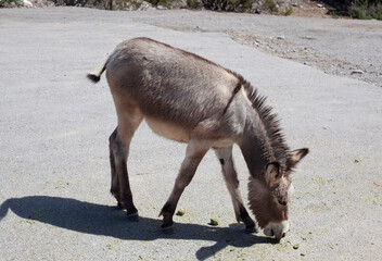 Wild donkeys in Nevada near a old ghost town