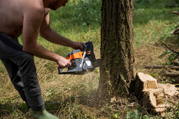 The farmer saws an acacia tree with a chainsaw in the woodland on a summer day. Preparing firewood for the winter. Preparing woods for winter concept