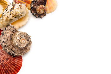 Seashells on a white background isolation