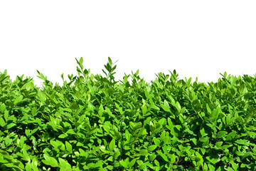 Obraz premium Hedges of boxwood on a white background