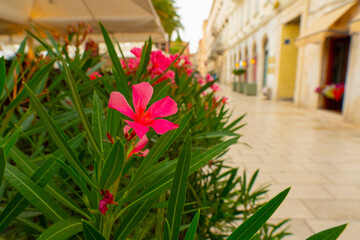 Fototapeta na wymiar Croatia. Flower bed on the street of the old city. Close-up