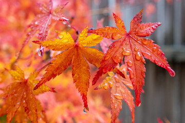 Japanese Maple Foliage in the Rain