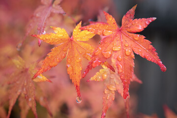 Japanese Maple Foliage in the Rain