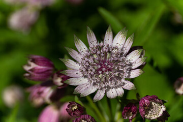 Closeup of purple and white flower