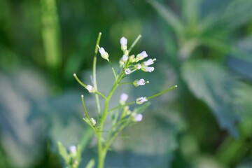 Wood bitter cress, Cardamine flexuosa