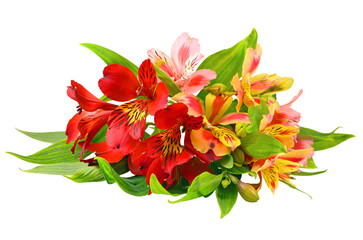 Alstroemeria bouquet isolated on white background