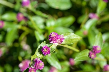 Flower of the globe amaranth Gomphrena serrata