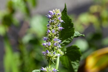 Flowers of a blue giant hyssop, Agastache foeniculum