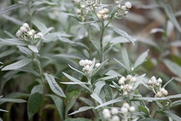 Triple veined pearly everlasting, Anaphalis triplinervis