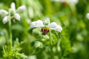Blumenbachia hieronymi