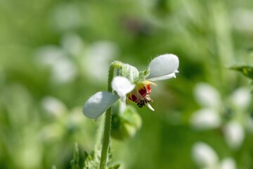 Blumenbachia hieronymi