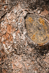 Wood trunk texture as natural background.