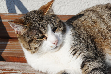 A lazy relaxed cat in Bad Goisern, Upper Austria