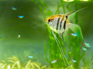Floating Pterophyllum scalare or angelfish in tank. Freshwater aquarium fish with shiny scales.