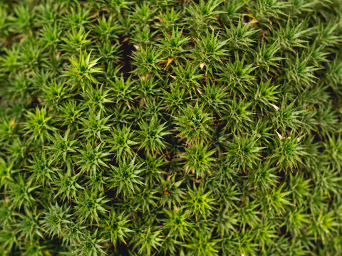 Full-framed background of Abromeitiella chlorantha. Green leaves of succulent plant Deuterocohnia.