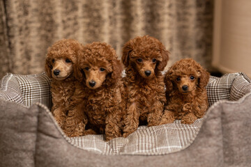 A group shot of adorable Poodle puppies. Very cute dogs. Cute little poodle puppies lie on a dog bed. Four adorable puppies with attractive appearance. 