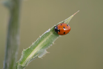 ladybird on a leaf