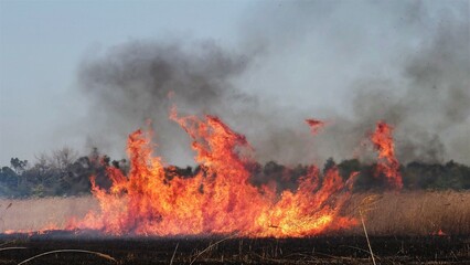 Obraz premium 爆発的に広がる大火の炎