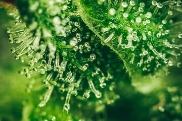 Pistils Calyx  and Trichomes on Cannabis flowers and leafs in macro view.