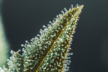 Pistils Calyx  and Trichomes on Cannabis flowers and leafs in macro view.