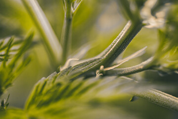 Pistils Calyx  and Trichomes on Cannabis flowers and leafs in macro view.
