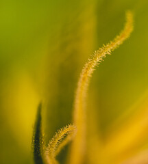 Pistils Calyx  and Trichomes on Cannabis flowers and leafs in macro view.