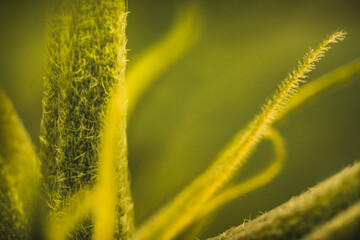 Pistils Calyx  and Trichomes on Cannabis flowers and leafs in macro view.