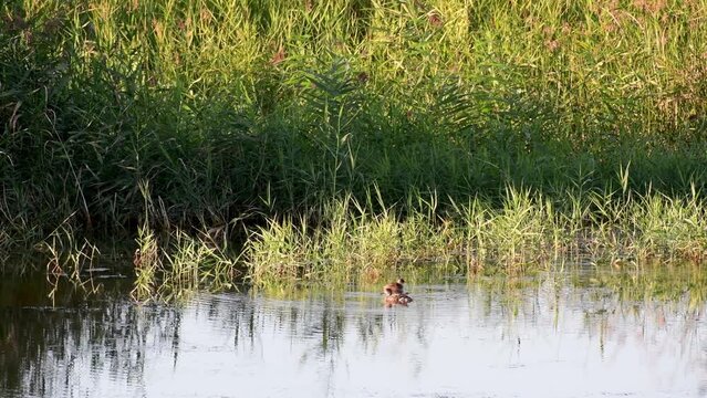 Two ducks in a large pond.
