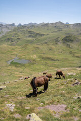 Fototapeta na wymiar horses pacing free in the mountains of the pyrenees in France