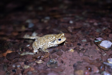 close up of a common toad in a creek at night